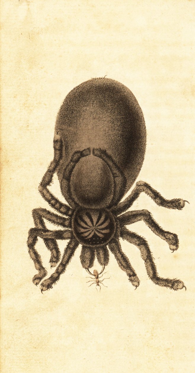 粉趾狼蛛，Avularia avillary。 ,1800（雕刻） 作者 约翰·加布里埃尔·斯特德曼