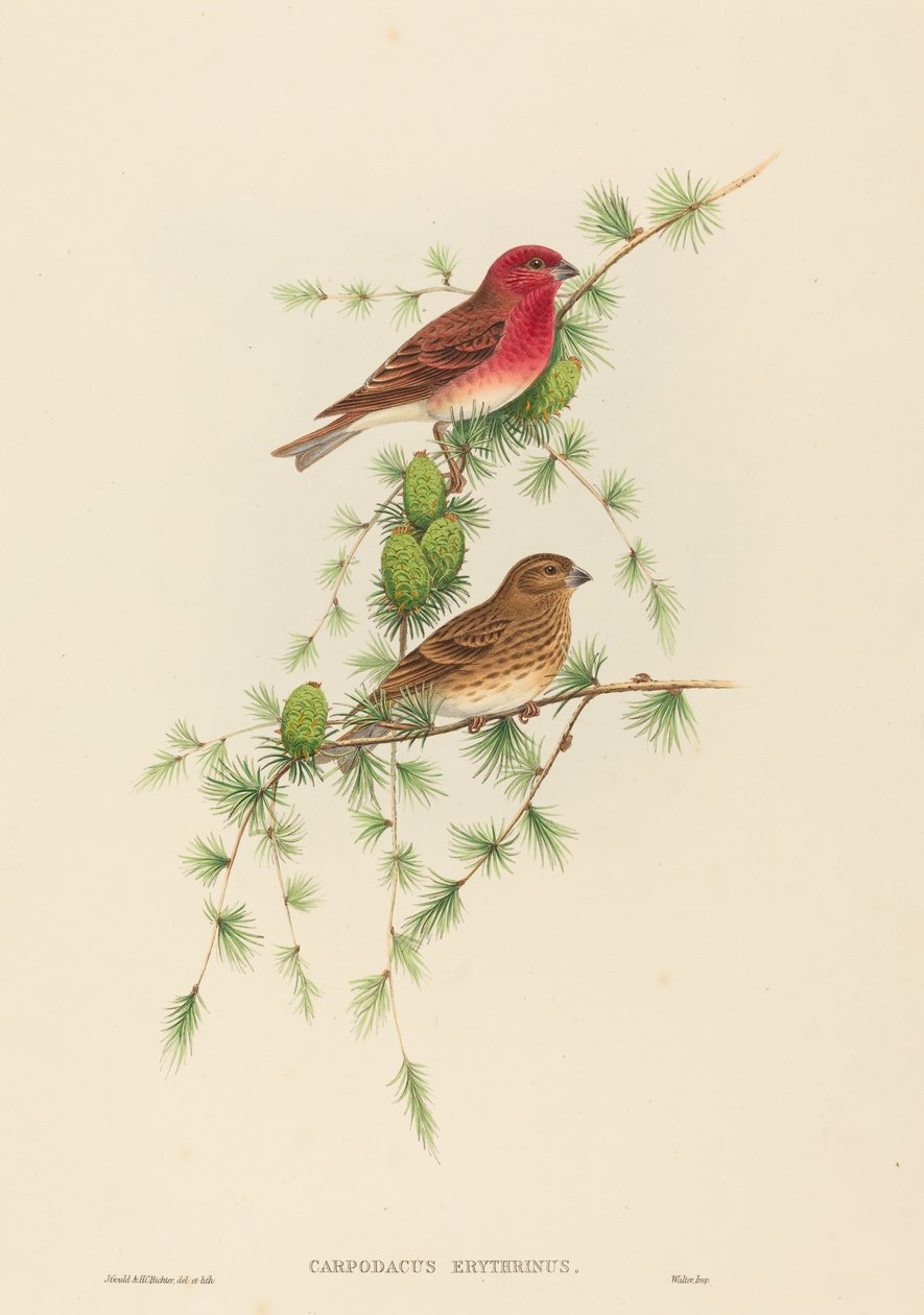 Carpodacus erythrinus 普通玫瑰雀。创作者：约翰-古尔德，亨利-康斯坦丁-里希特。 作者 约翰·古尔德和亨利·康斯坦丁·里希特