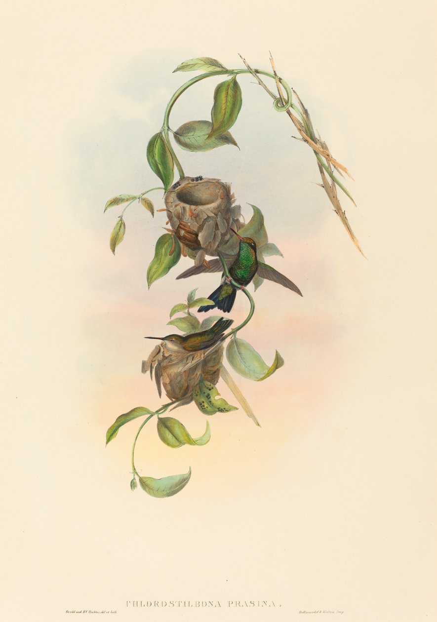 Chlorostilbona prasina Puncheran的绿宝石。创造者：John Gould, Henry Constantine Richter. 作者 约翰·古尔德和亨利·康斯坦丁·里希特