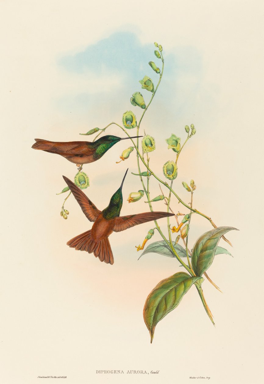 曙光女神高尔德的彩虹。创作者：John Gould, Henry Constantine Richter. 作者 约翰·古尔德和亨利·康斯坦丁·里希特
