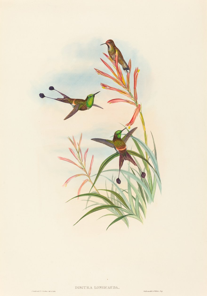 Discura longicauda Racket-Tail.创作者：John Gould, Henry Constantine Richter. 作者 约翰·古尔德和亨利·康斯坦丁·里希特
