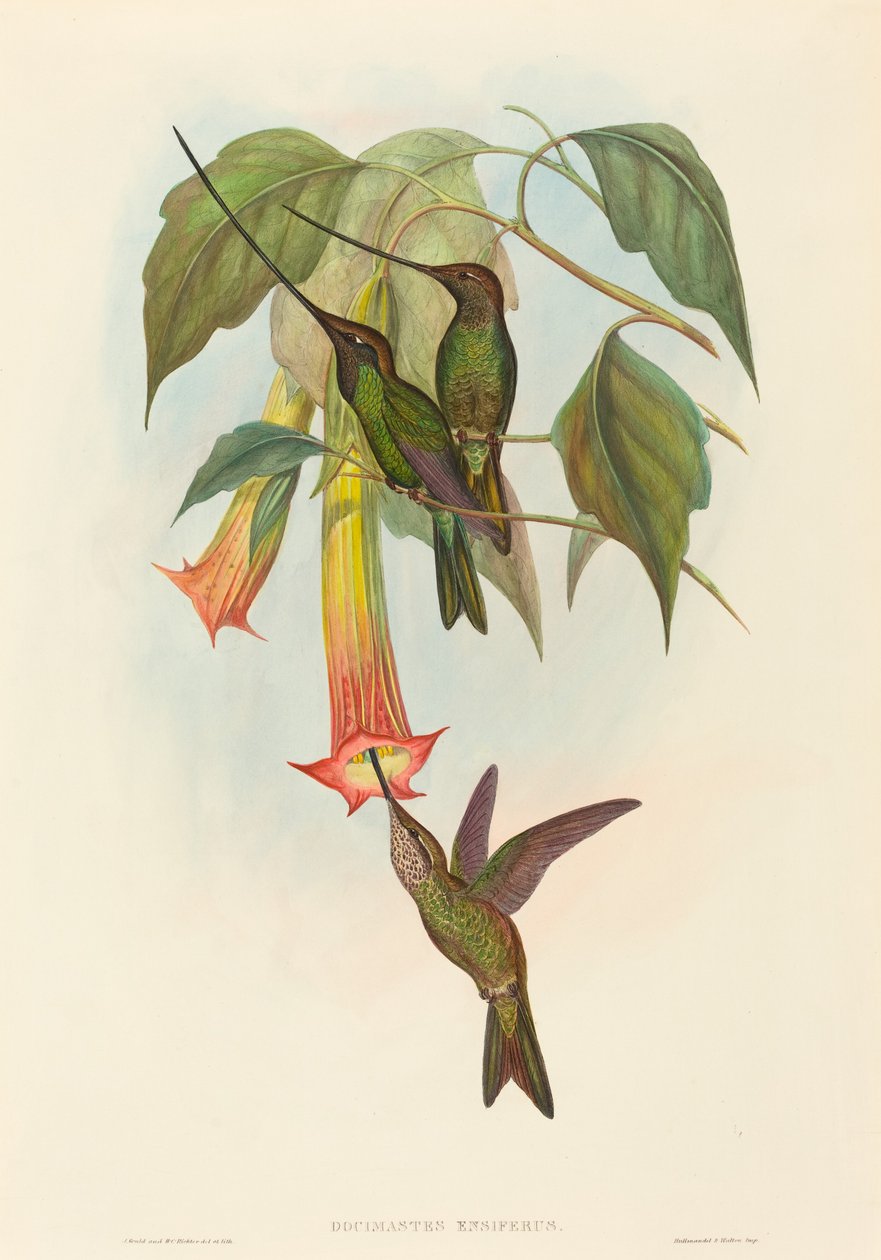 Docimastes ensiferus 剑嘴蜂鸟。创作者。John Gould, Henry Constantine Richter. 作者 约翰·古尔德和亨利·康斯坦丁·里希特