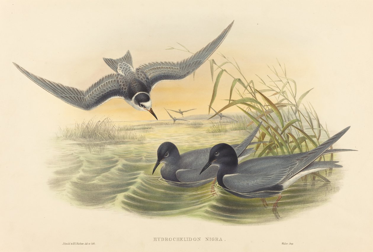 Hydrochelidon nigra.创作者：John Gould, Henry Constantine Richter. 作者 约翰·古尔德和亨利·康斯坦丁·里希特
