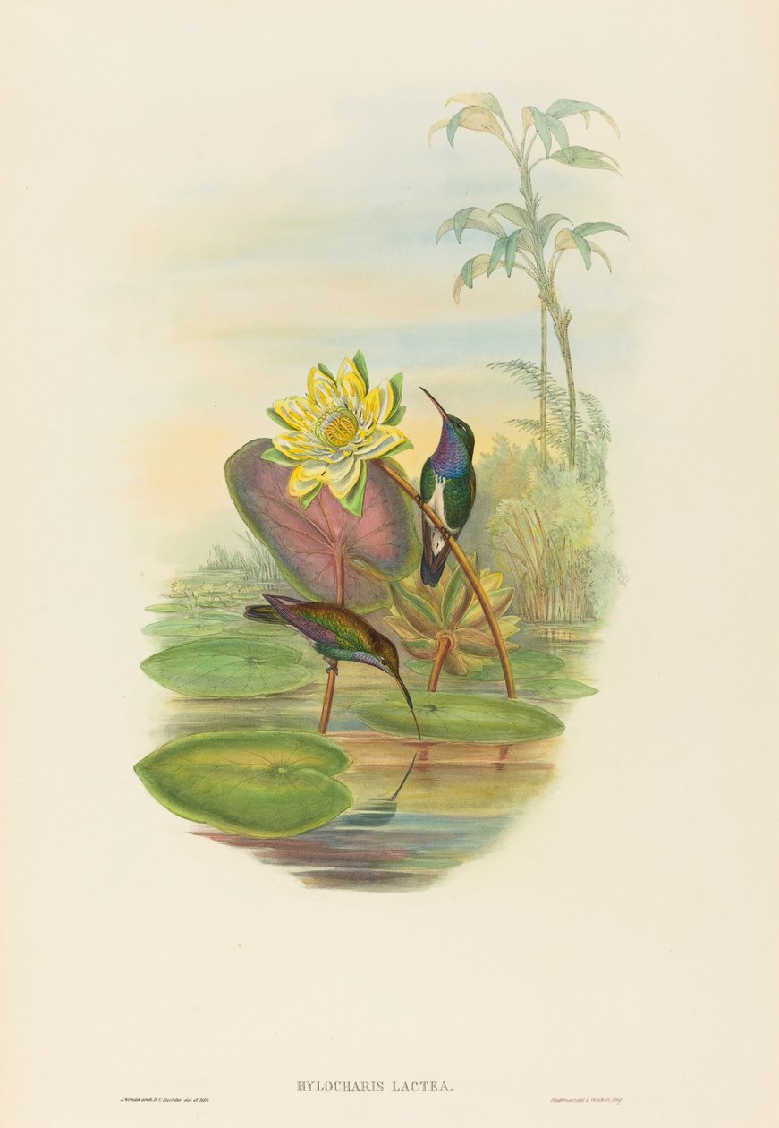 Hylocharis lactea 蓝宝石胸翡翠。创造者：John Gould, Henry Constantine Richter. 作者 约翰·古尔德和亨利·康斯坦丁·里希特