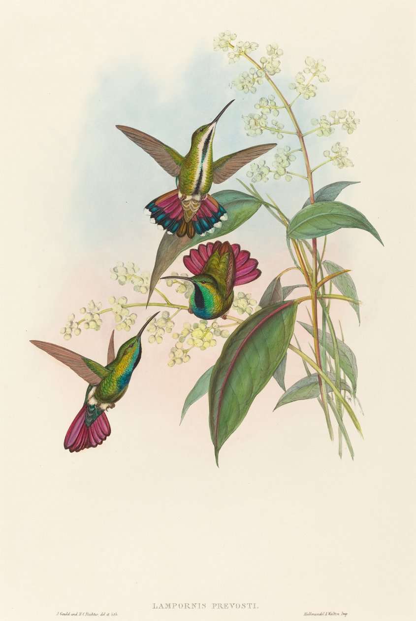 Lampornis prevosti.创作人：John Gould, Henry Constantine Richter. 作者 约翰·古尔德和亨利·康斯坦丁·里希特