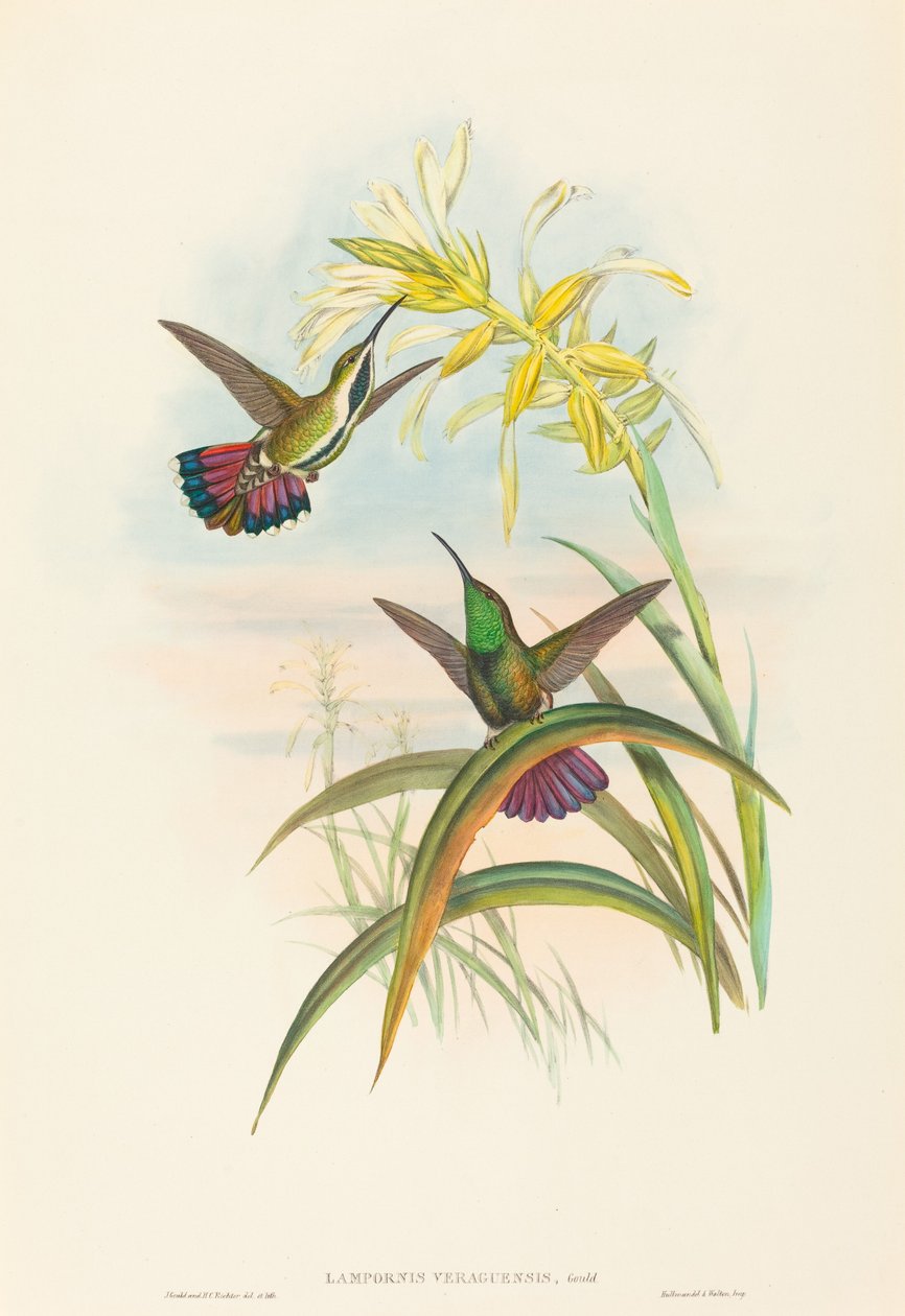 Lampornis veraguensis Veraguan Mango.创作者：John Gould, Henry Constantine Richter. 作者 约翰·古尔德和亨利·康斯坦丁·里希特