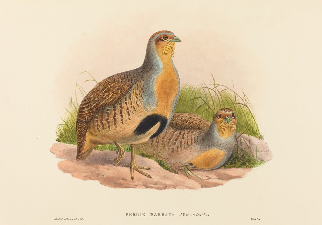 Perdix barbata Daurian Partridge.创作者：约翰-古尔德，亨利-康斯坦丁-里希特。 作者 约翰·古尔德和亨利·康斯坦丁·里希特
