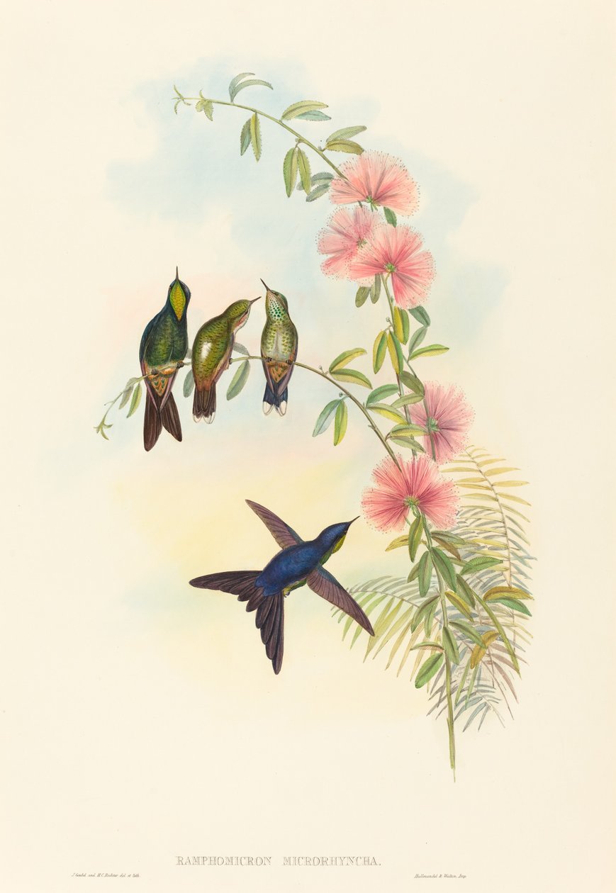 Ramphomicron microrhyncha 小嘴荆棘鸟。创作者：John Gould, Henry Constantine Richter. 作者 约翰·古尔德和亨利·康斯坦丁·里希特