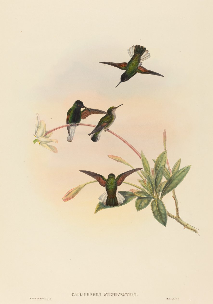 Callipharus nigriventris 黑腹蜂鸟。创作人：John Gould, William Matthew Hart. 作者 约翰·古尔德，威廉·马修·哈特