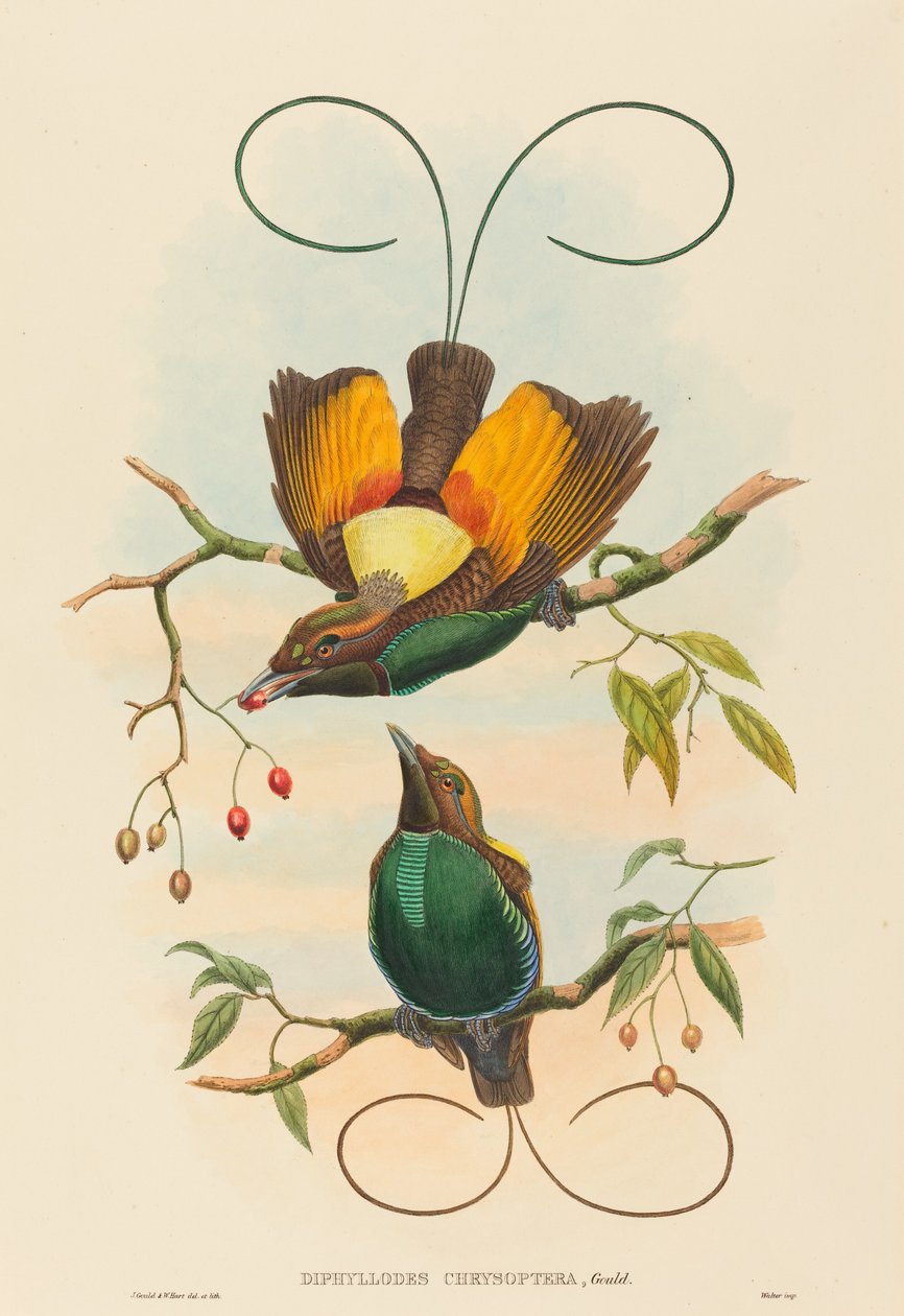 Diphyllodes chrysoptera 华丽的天堂鸟。创作者：John Gould, William Matthew Hart. 作者 约翰·古尔德，威廉·马修·哈特