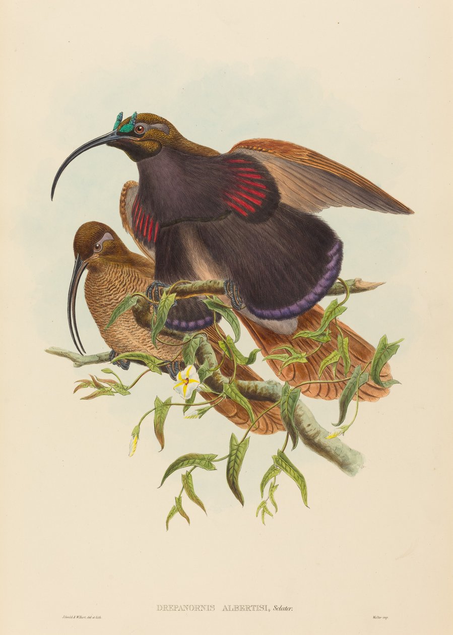 Drepanornis albertisi Black-billed Sicklebill 天堂鸟。创作人：John Gould, William Matthew Hart. 作者 约翰·古尔德，威廉·马修·哈特