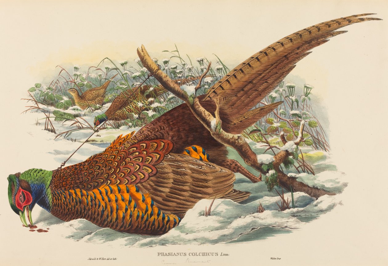 Phasianus colchicus Ring-necked Pheasant.创作人：John Gould, William Matthew Hart. 作者 约翰·古尔德，威廉·马修·哈特