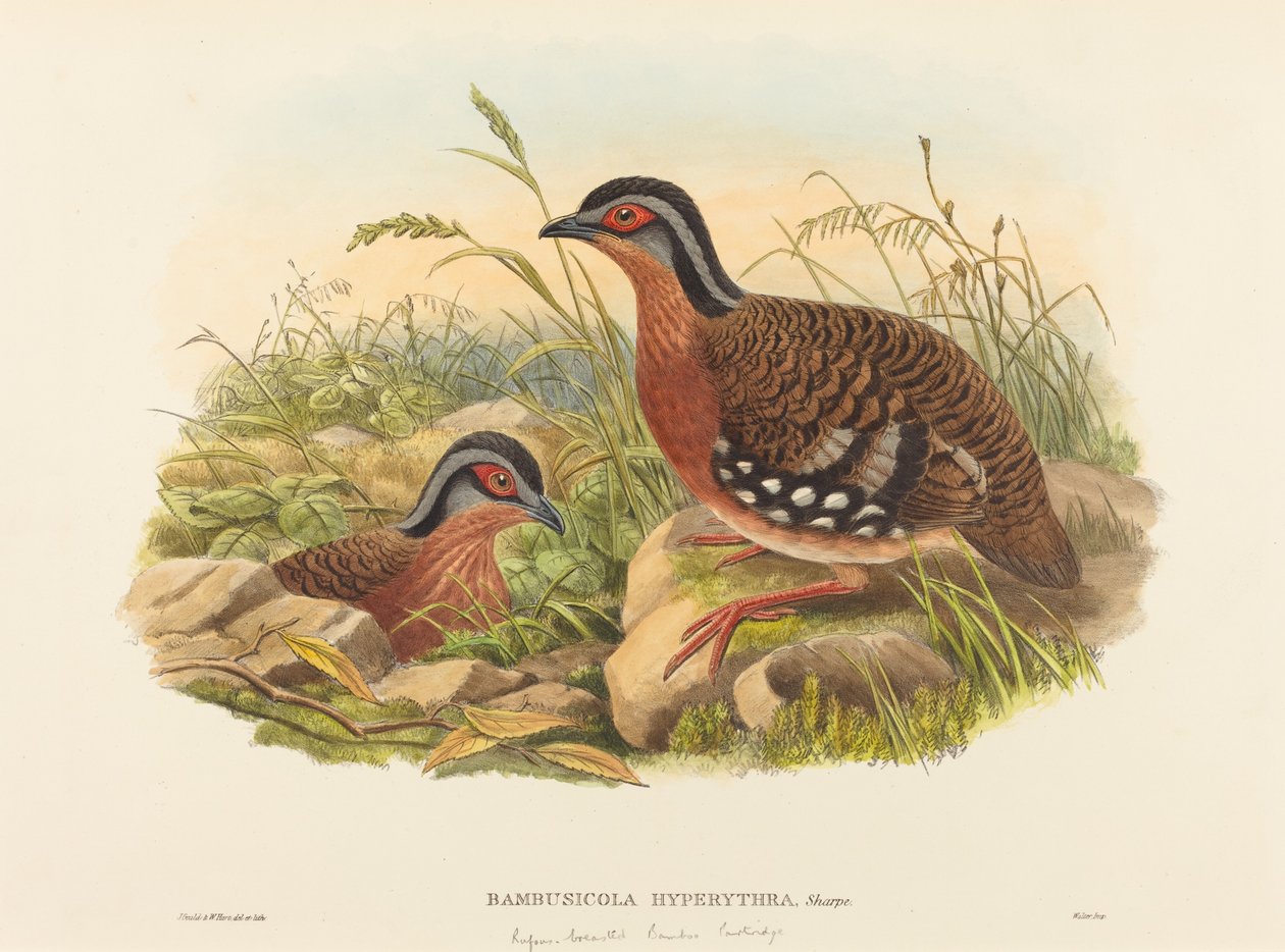 红胸竹鸡 Bambusicola Hyperythra.创作人：John Gould, William Matthew Hart. 作者 约翰·古尔德，威廉·马修·哈特