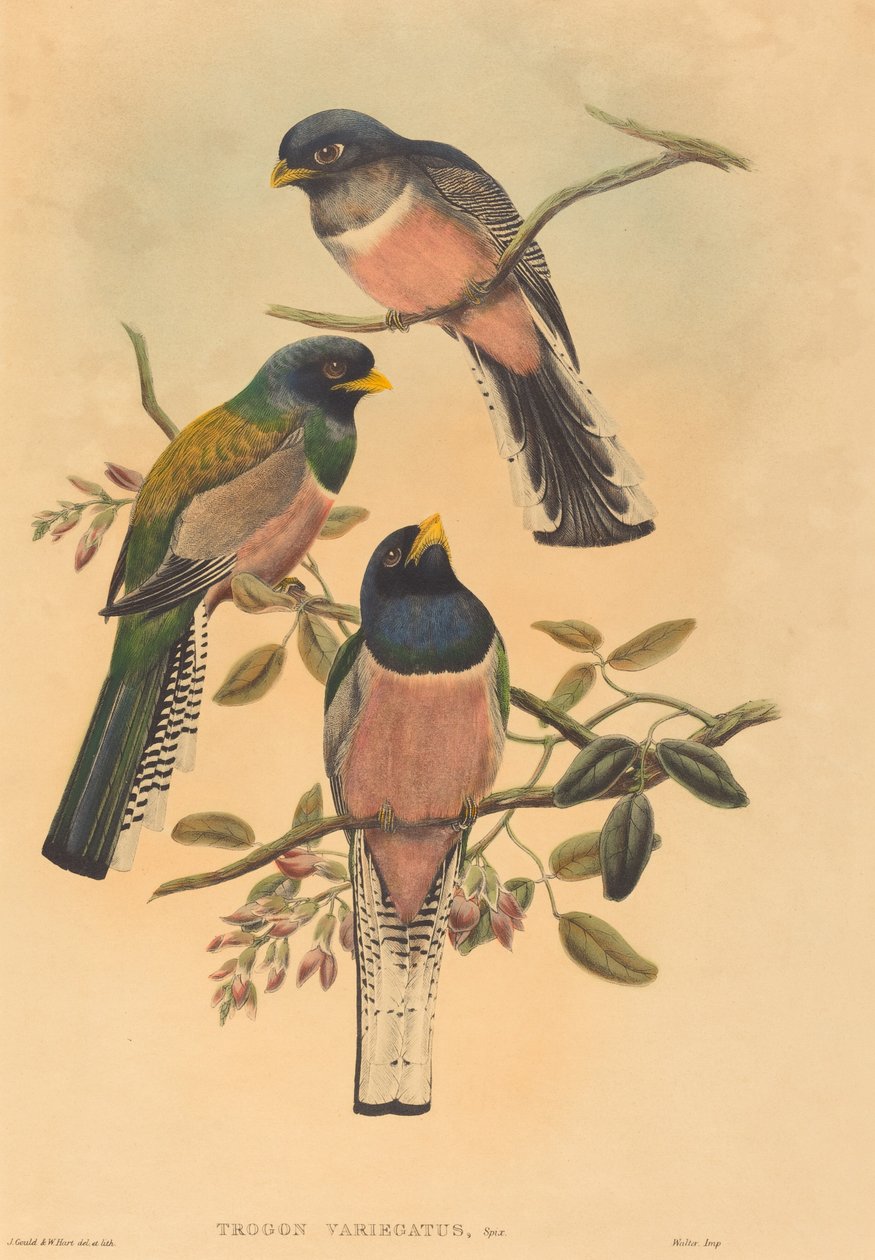 Trogan variegatus，可能是18361838年。创作人：John Gould, William Matthew Hart. 作者 约翰·古尔德，威廉·马修·哈特