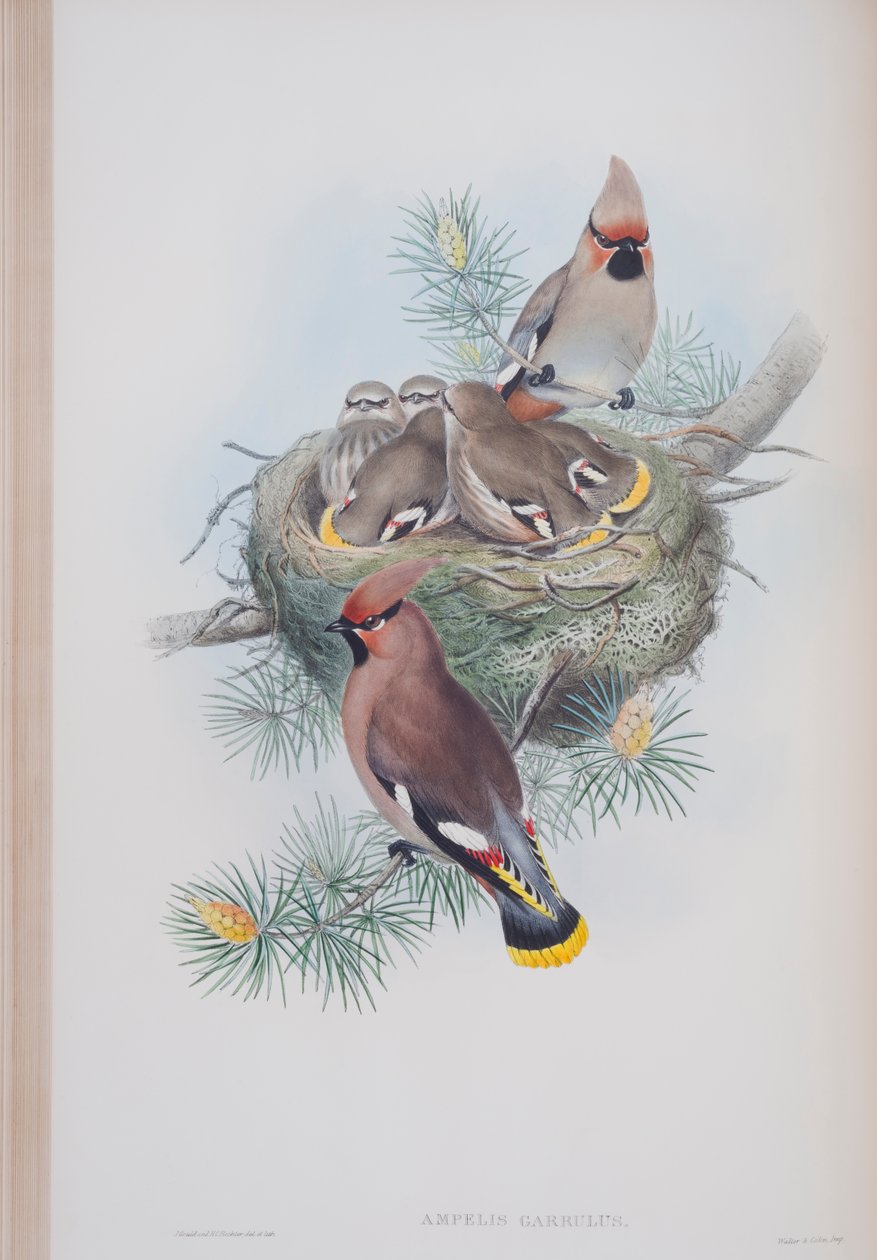 Ampelis Garrulus，来自英国鸟类的约翰古尔德，1862-73出版（手工彩色光刻） 作者 约翰·古尔德
