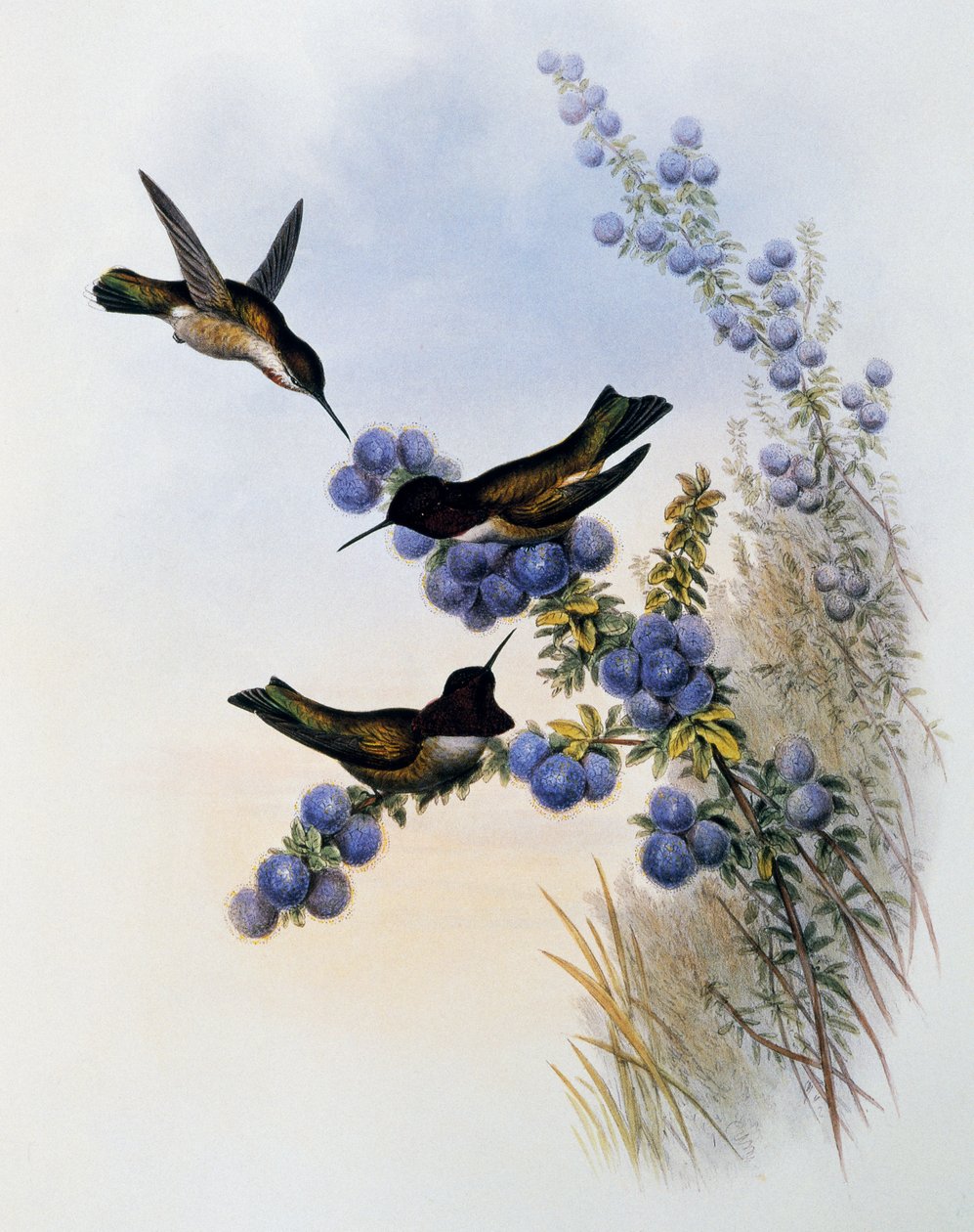 安娜蜂鸟（Calypte anna），雕刻自《蜂鸟科专论》（1849-1861），作者约翰-古尔德（1804-1881），英国 作者 约翰·古尔德
