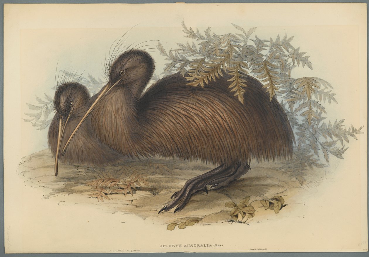 Apteryx Australis（编织纸上的彩色平版印刷） 作者 约翰·古尔德