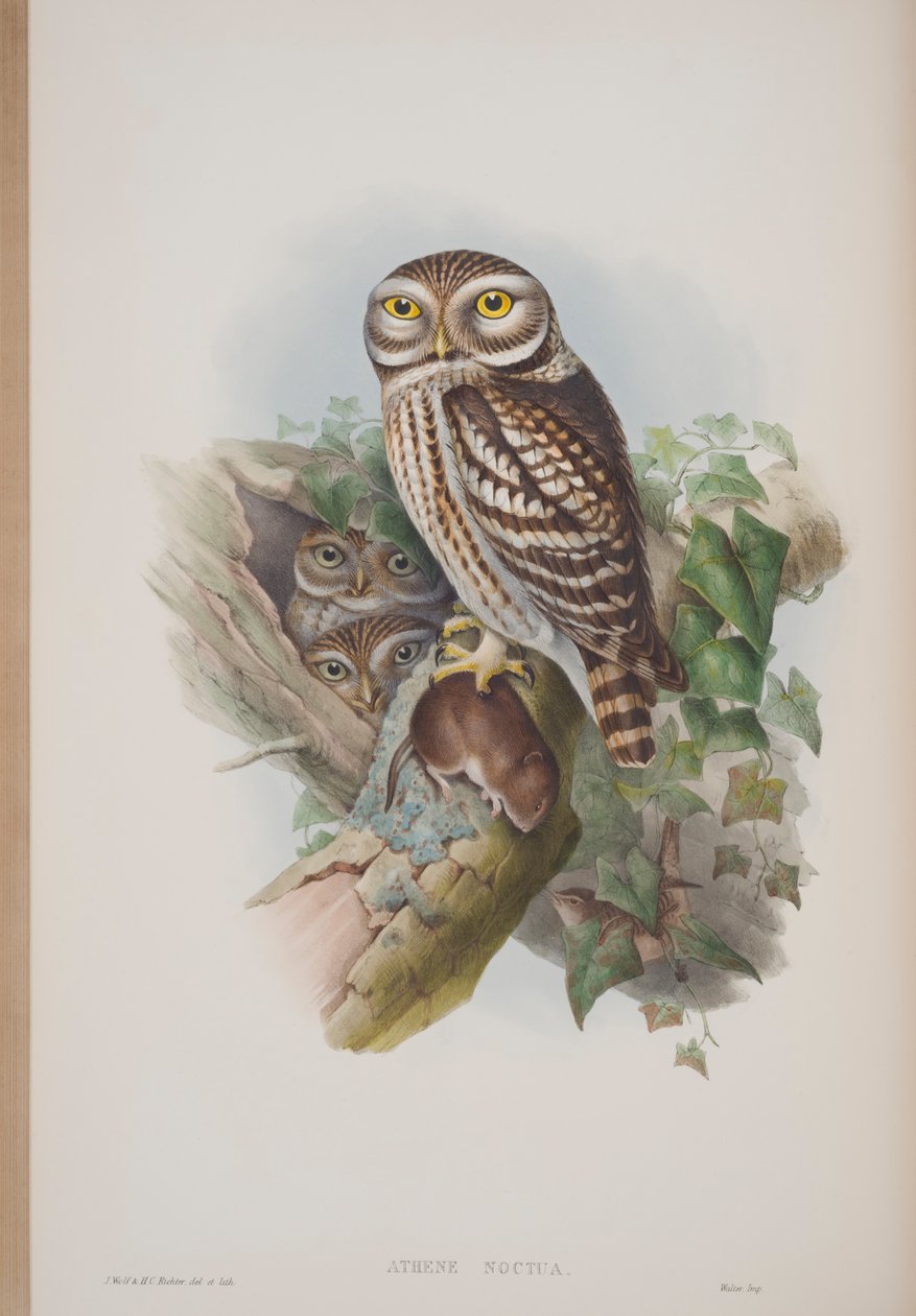 来自英国鸟类约翰古尔德的板块Athene Noctua，1862-73出版（手工彩色光刻） 作者 约翰·古尔德
