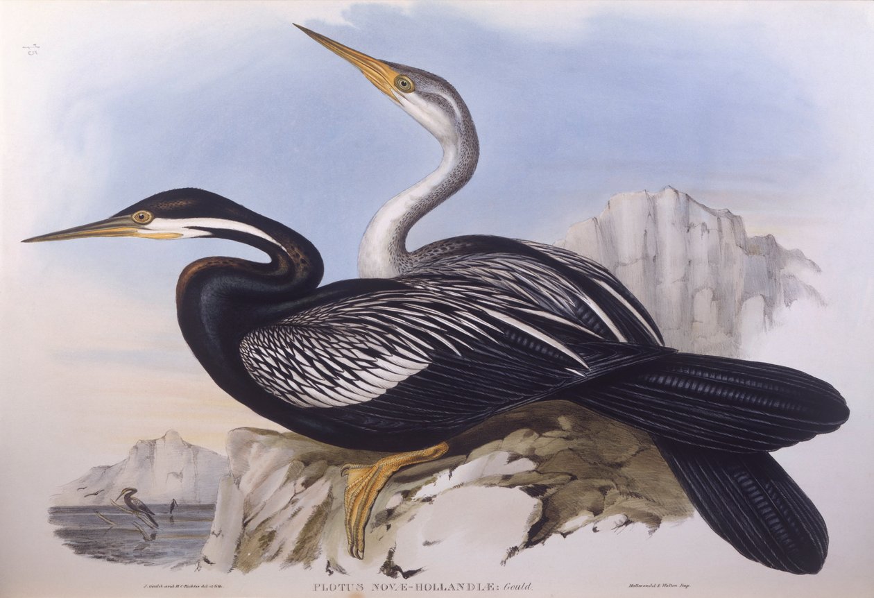 澳大利亚镖师（Anhinga novaehollandiae），约翰-古尔德的雕刻作品 作者 约翰·古尔德