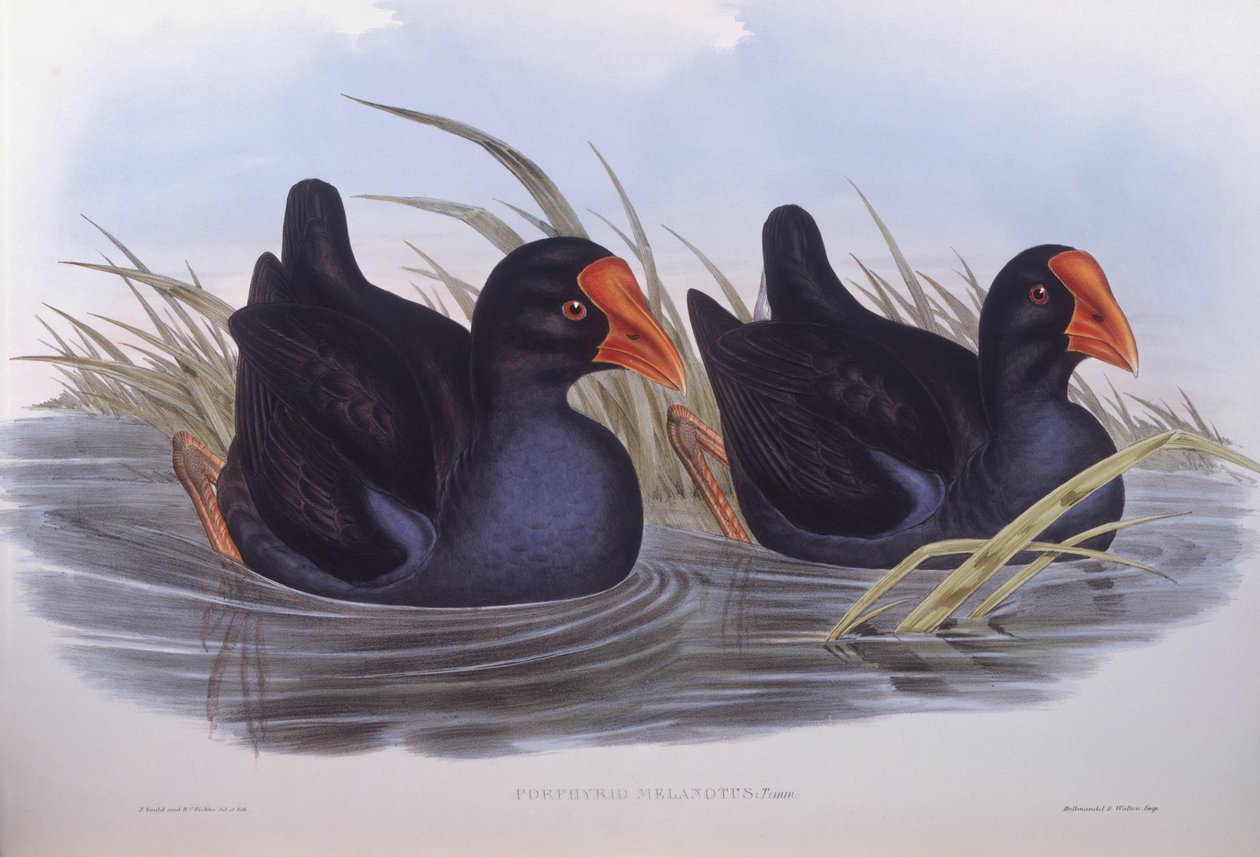 澳大利亚沼泽动物（Porphyrio melanotus），约翰-古尔德的雕刻作品 作者 约翰·古尔德
