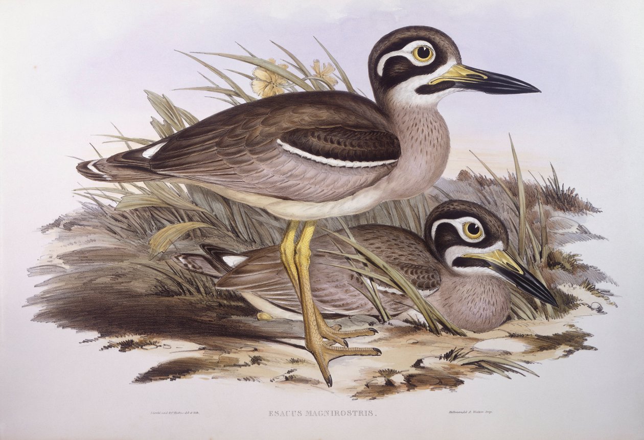 沙滩厚膝（Esacus magnirostris或Burhinus giganteus），约翰-古尔德的雕刻作品 作者 约翰·古尔德