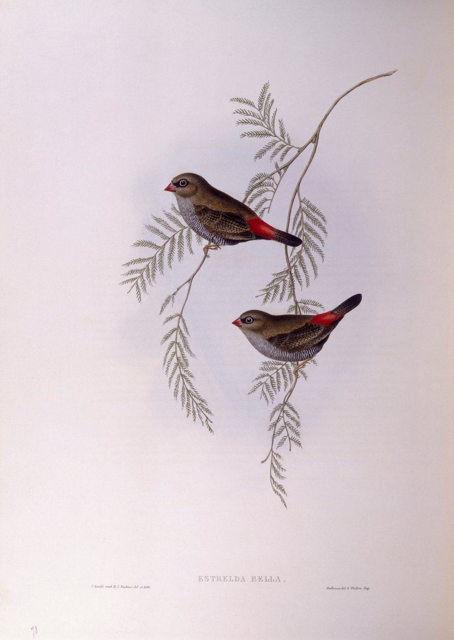 美丽的火尾鱼（Stagonopleura bella），John Gould的雕刻作品 作者 约翰·古尔德