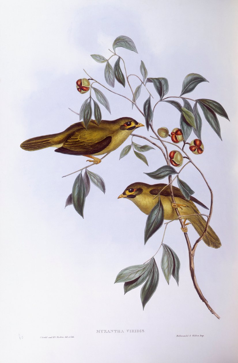 钟形矿工（Manorina melanophrys），约翰-古尔德的雕刻作品 作者 约翰·古尔德