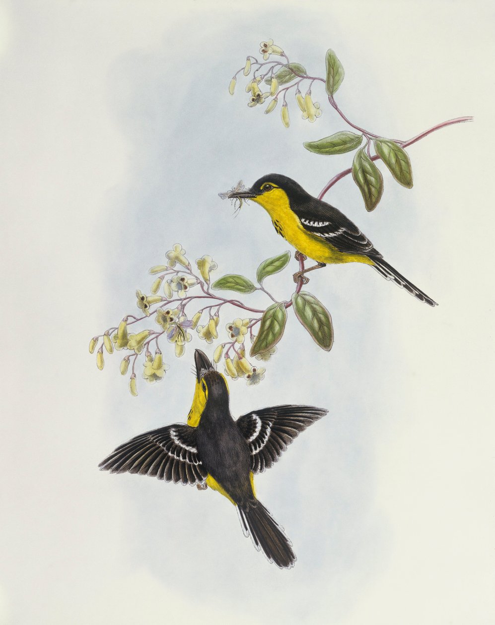 黑胸琵鹭（Machaerirhynchus nigripectus），John Gould的雕刻作品 作者 约翰·古尔德