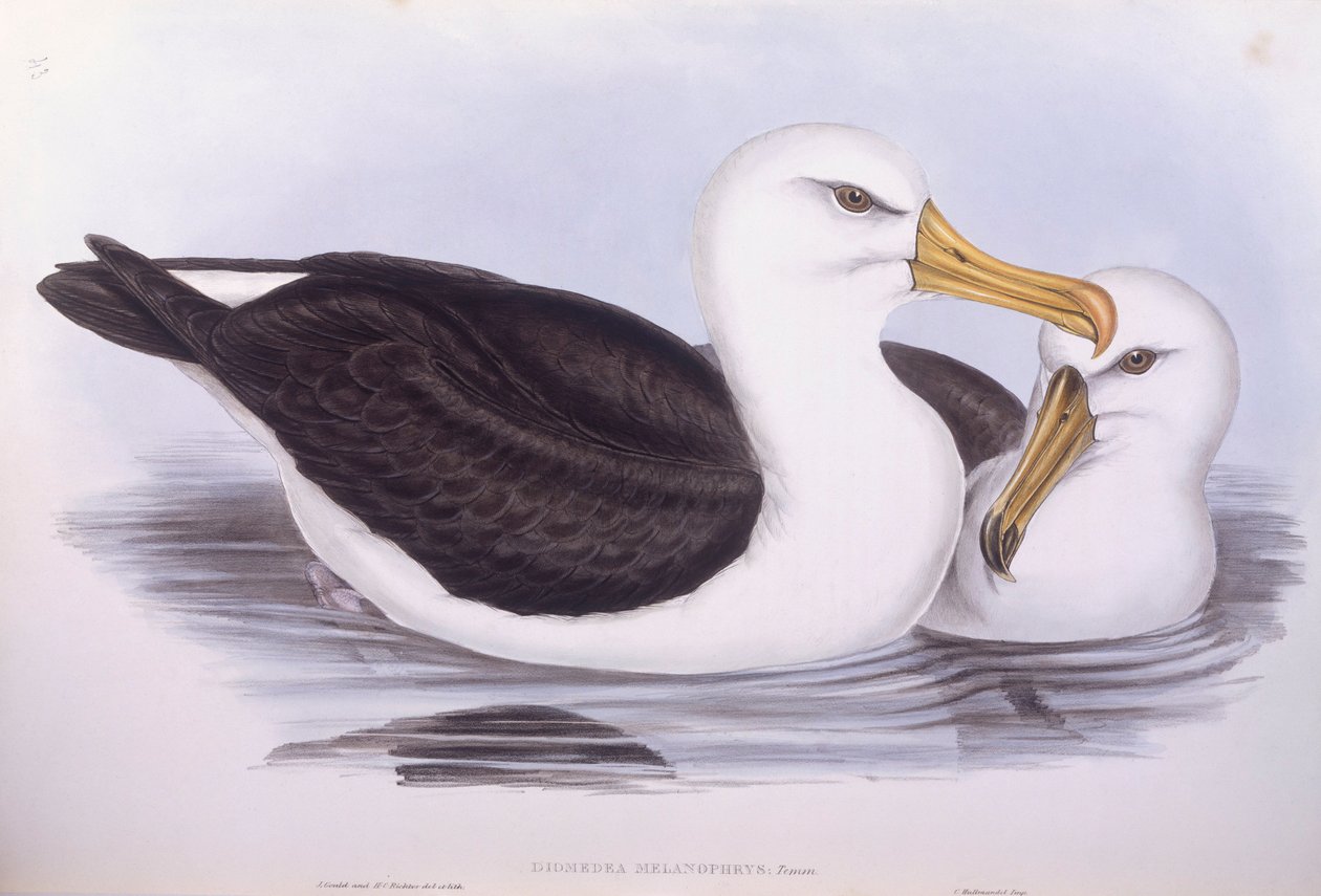 黑眉信天翁（Diomedea o Thalassarche melanophrys），John Gould的雕刻作品 作者 约翰·古尔德
