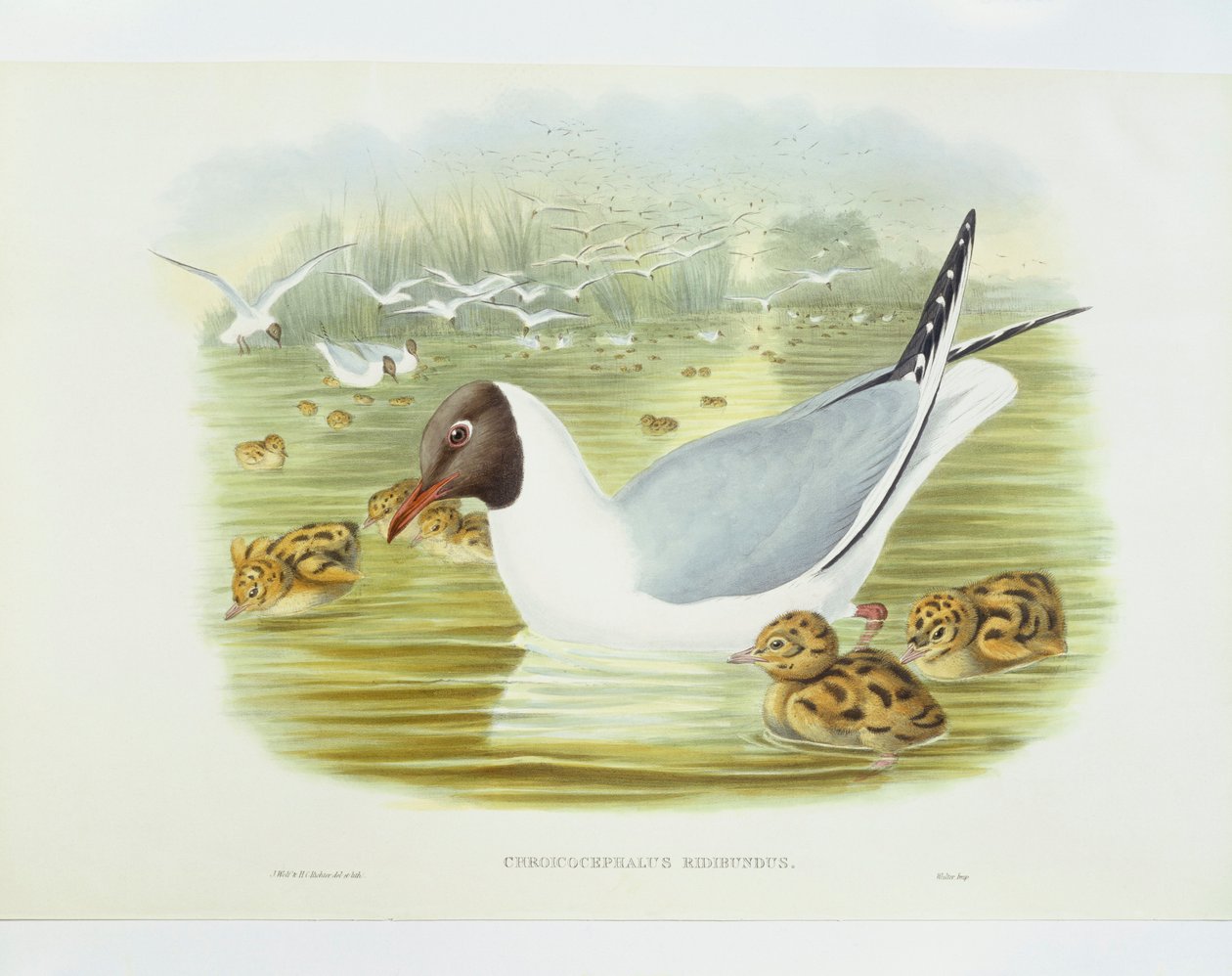 黑头鸥（Larus ridibundus），约翰-古尔德、威廉-哈特、H-C-里克特的雕刻作品 作者 约翰·古尔德