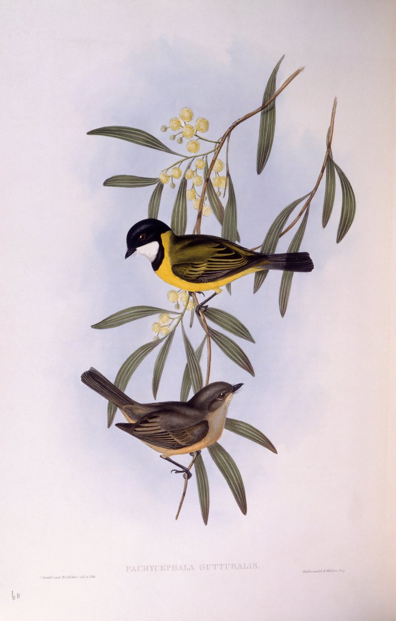 黑尾哨兵（Pachycephala melanura），约翰-古尔德的雕刻作品 作者 约翰·古尔德