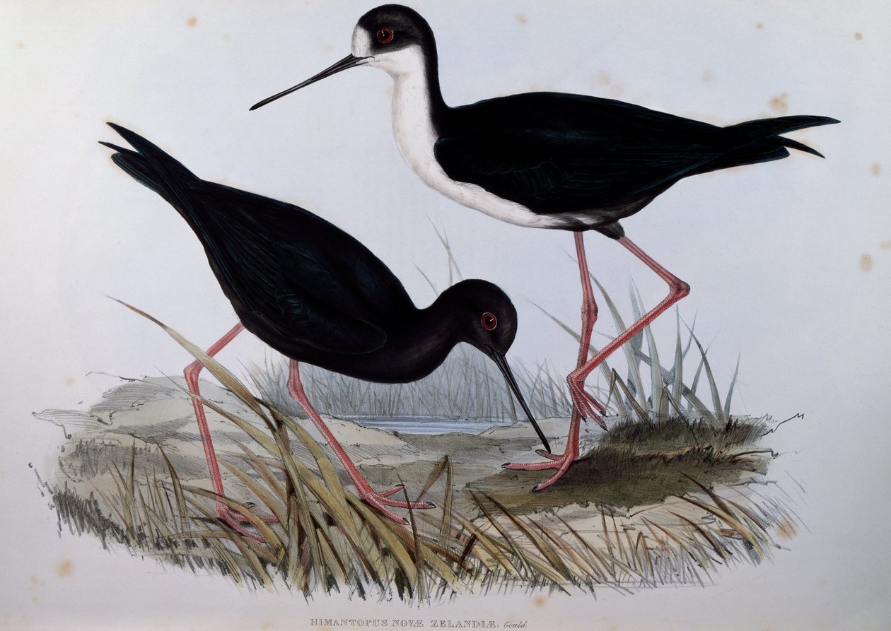 黑鹳（Himantopus novaezelandiae），来自澳大利亚鸟类的雕刻品 作者 约翰·古尔德