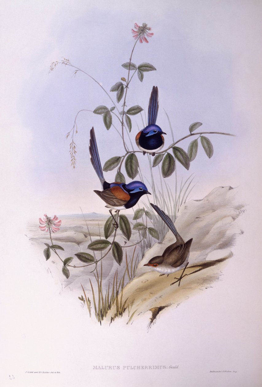 蓝胸仙鹤（Malurus pulcherrimus），John Gould的雕刻作品 作者 约翰·古尔德