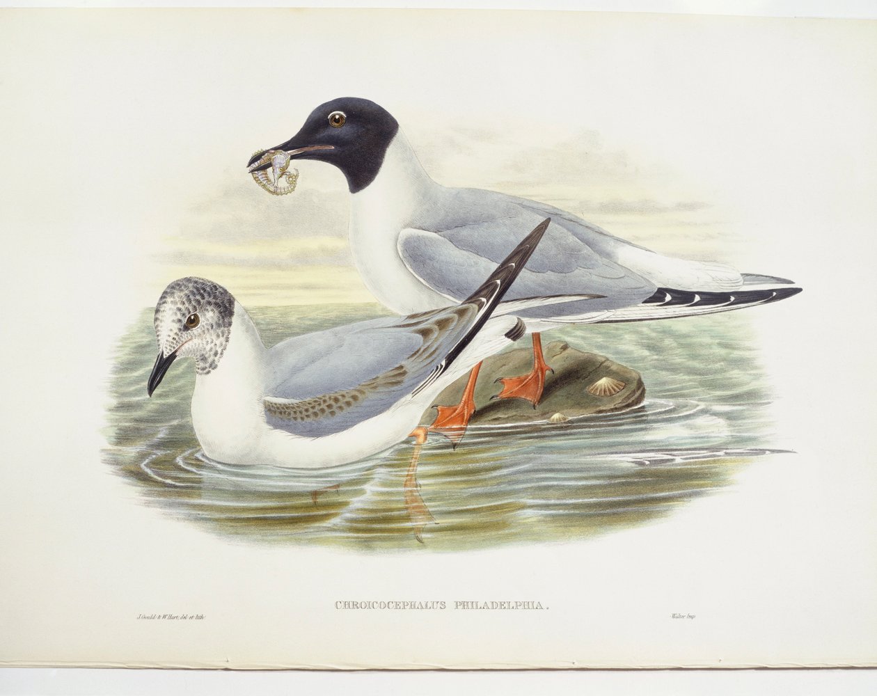 波拿巴海鸥（Larus philadelphia），插图 作者 约翰·古尔德