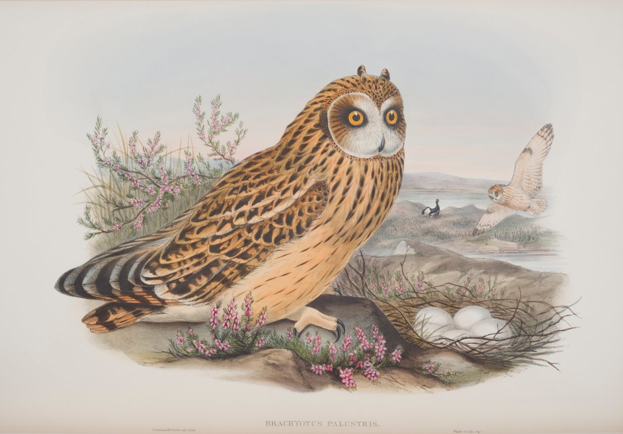 Brachyotus Palustris，来自英国鸟类的约翰古尔德，1862-73出版（手工彩色光刻） 作者 约翰·古尔德
