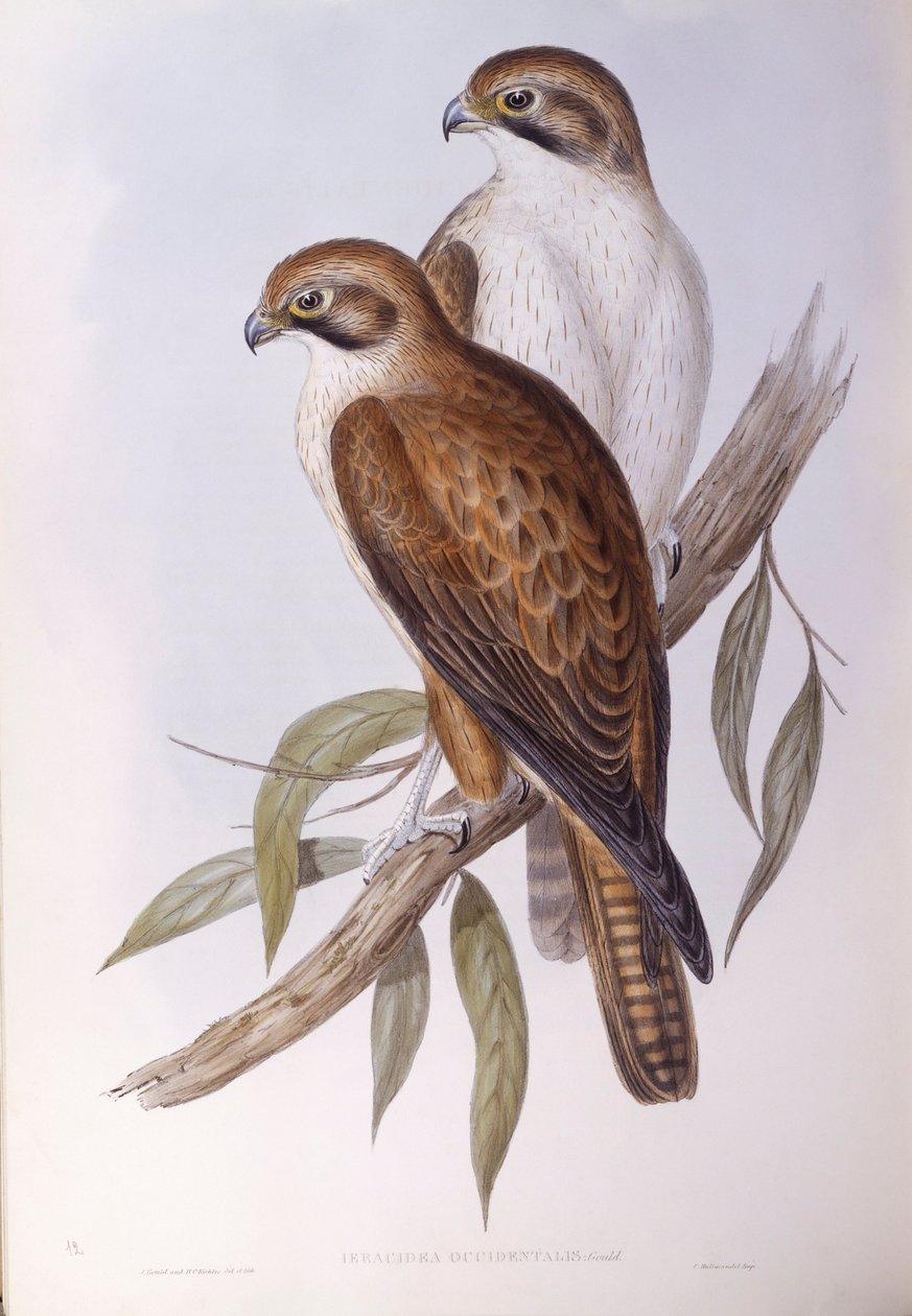 褐隼（Falco berigora occidentalis），约翰-古尔德的雕刻作品 作者 约翰·古尔德