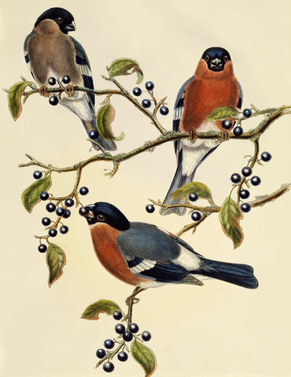 牛雀（Pyrrhula pyrrhula），约翰-古尔德（1804-1881）的雕刻作品。英国 作者 约翰·古尔德
