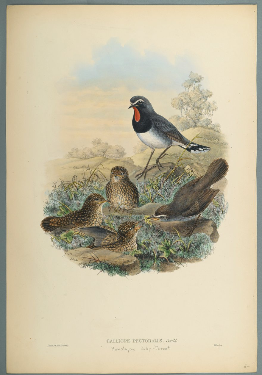 Calliope Pectoralis（编织纸上的彩色平版印刷） 作者 约翰·古尔德