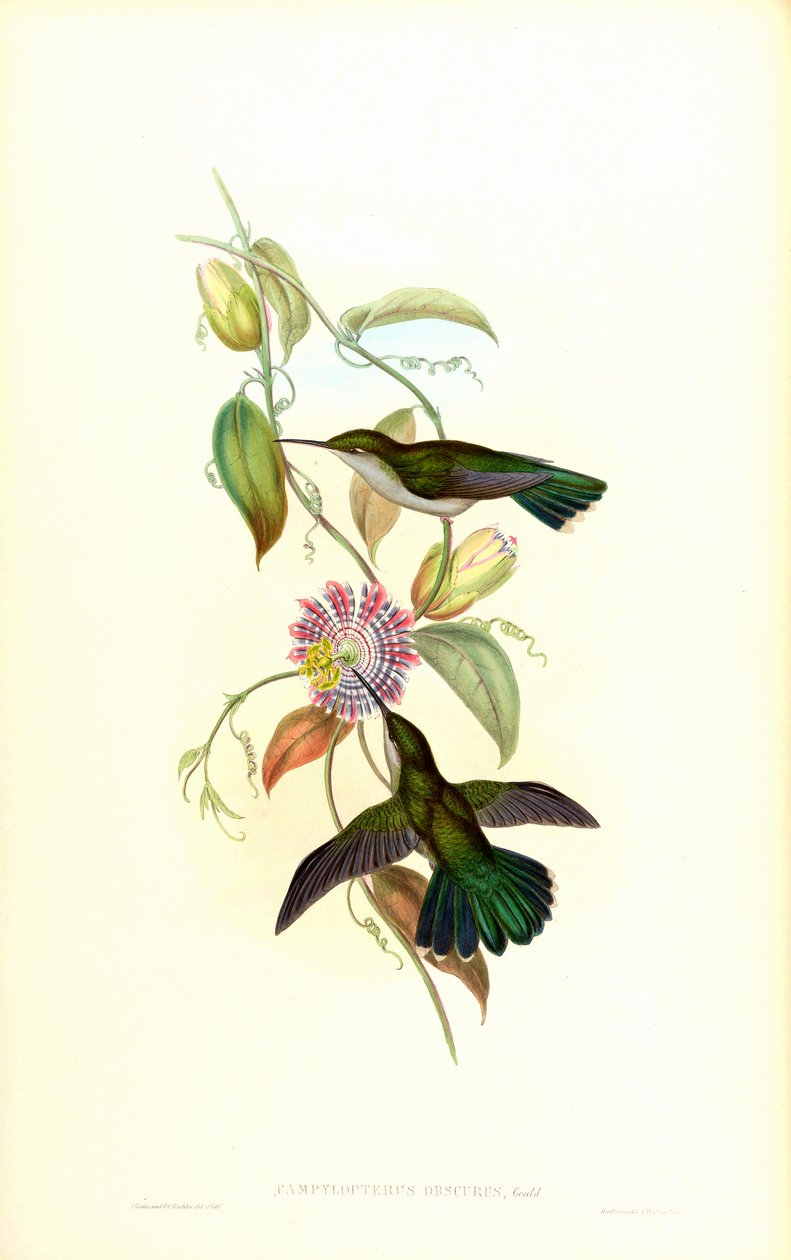 Campylopterus largipennis黑暗 作者 约翰·古尔德