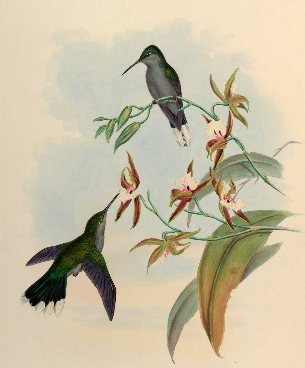 Campylopterus latipennis =喜树 作者 约翰·古尔德