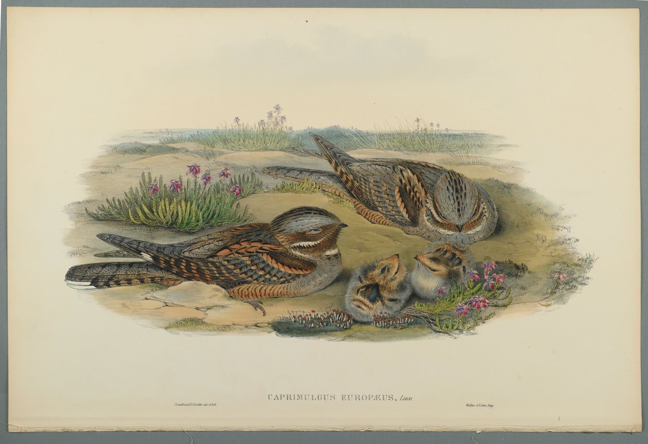 Caprimulgus Europaeus（编织纸上的彩色石版） 作者 约翰·古尔德