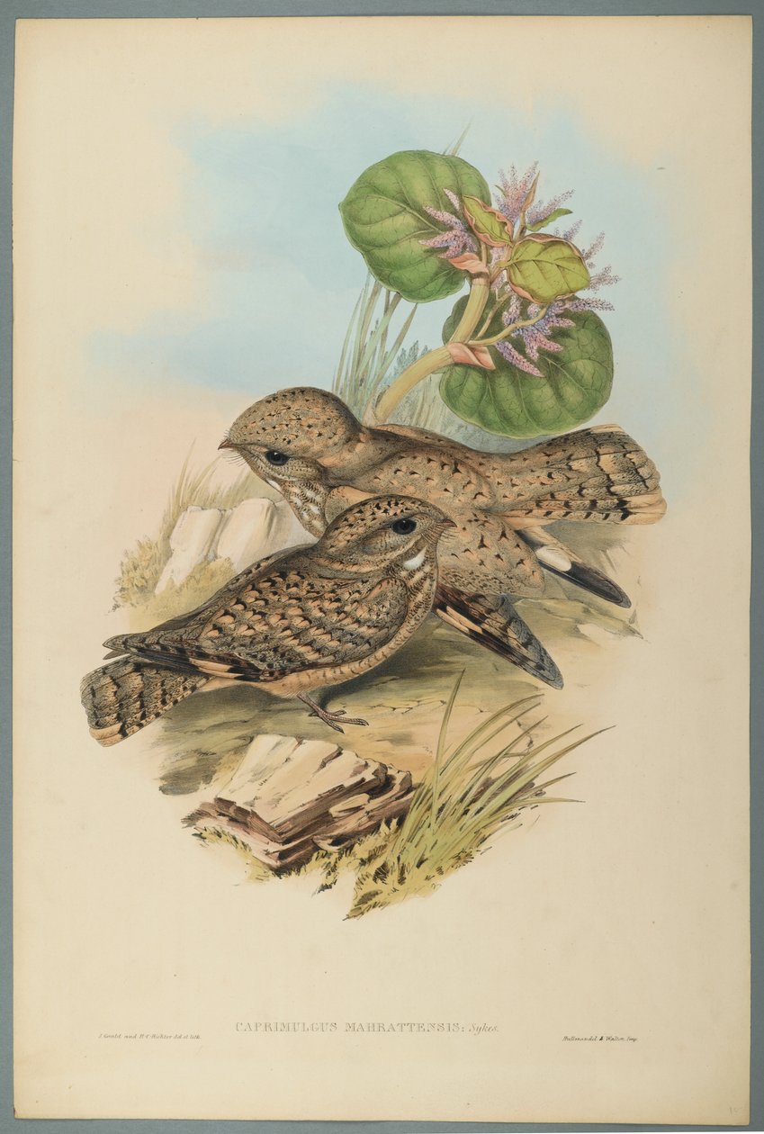 Caprimulgus Mahrattensis，Nightjar（编织纸上的彩色石版） 作者 约翰·古尔德