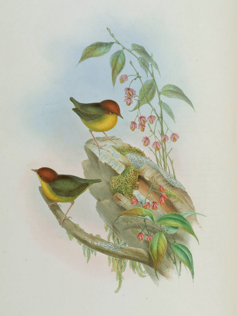 Cettia castaneocoronata 作者 约翰·古尔德