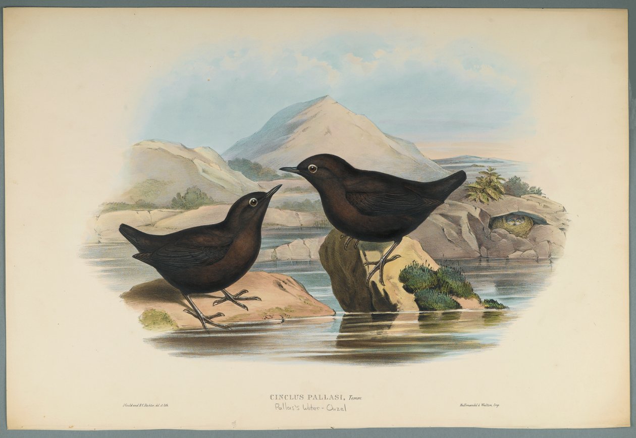 Cinclus Pallasi：Pallas Water Ouzel（编织纸上的彩色平版印刷） 作者 约翰·古尔德