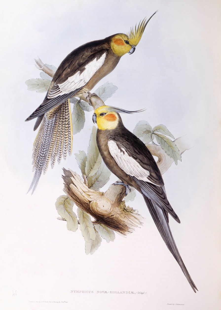 鹦鹉（Nymphicus hollandicus），约翰-古尔德的雕刻作品 作者 约翰·古尔德