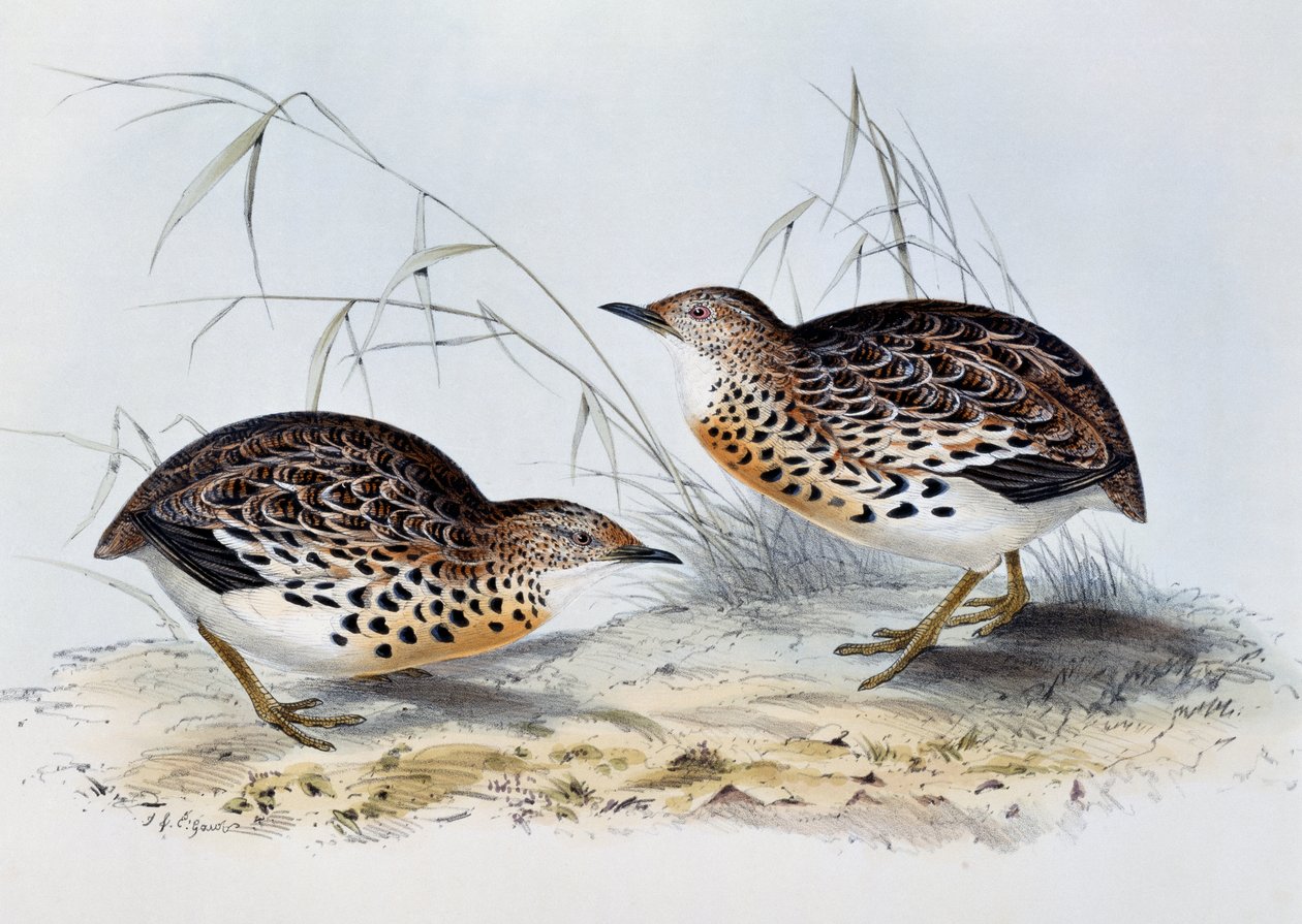 普通纽扣鹌鹑（Turnix sylvatica），雕刻自《欧洲鸟类》，作者是约翰-古尔德（1804-1881）。 作者 约翰·古尔德