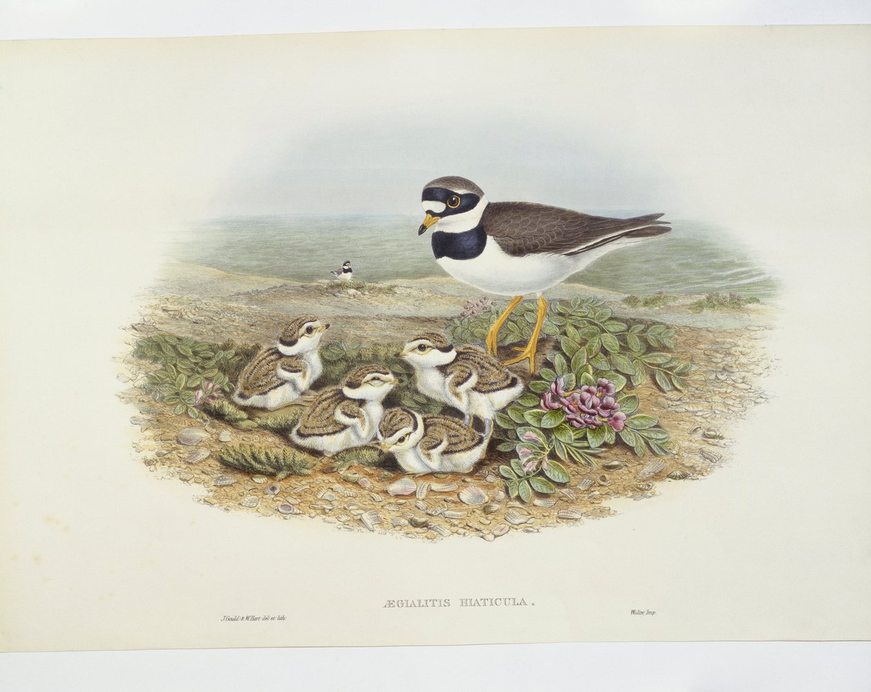 普通环斑鸻（Charadrius hiaticula），图解 作者 约翰·古尔德
