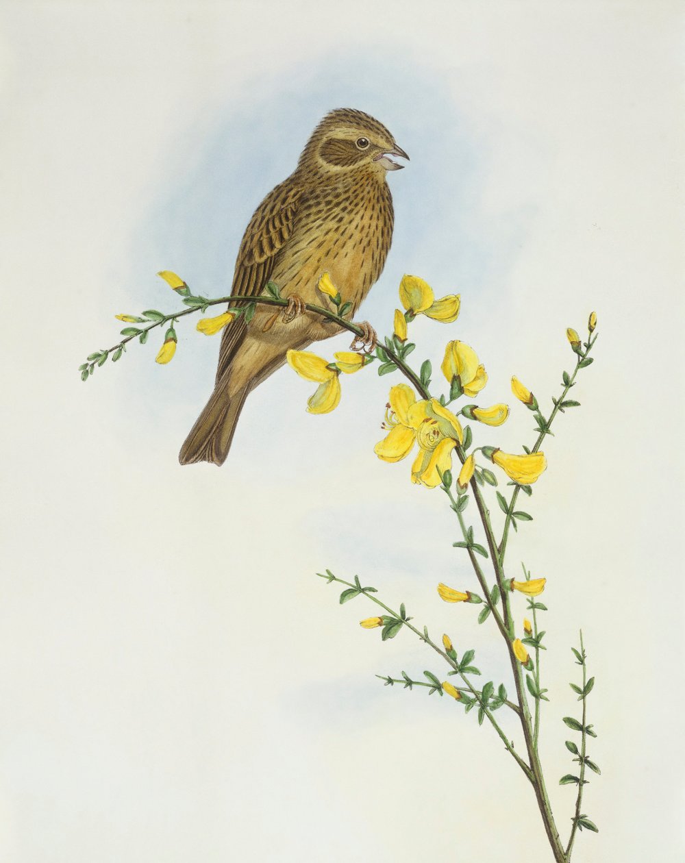 玉米鹀（Miliaria o Emberiza calandra），John Gould的雕刻作品 作者 约翰·古尔德