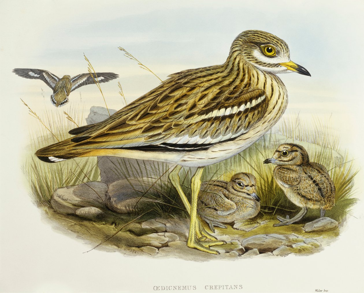 欧亚厚膝(Burhinus oedicnemus)，John Gould的雕刻作品 作者 约翰·古尔德