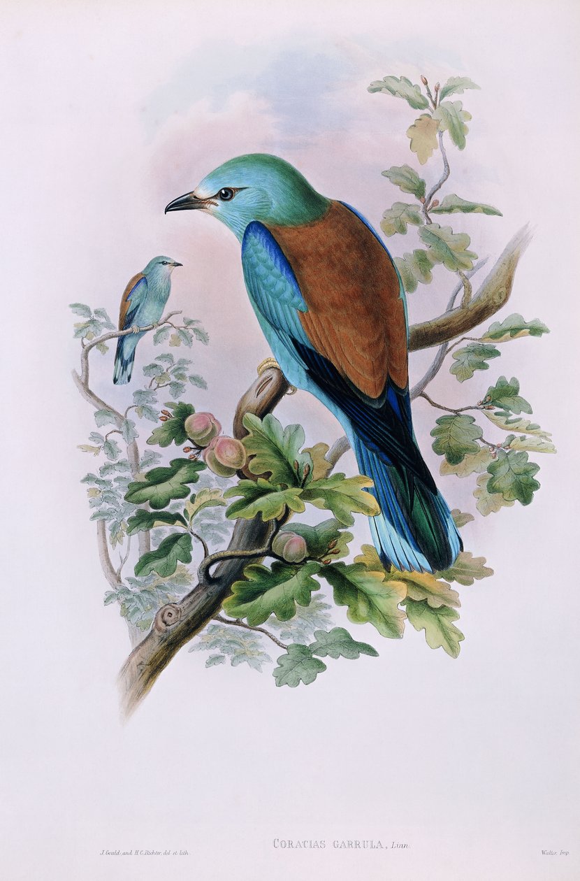 欧洲压路机； Coracias Garrula，1862-1873年 作者 约翰·古尔德